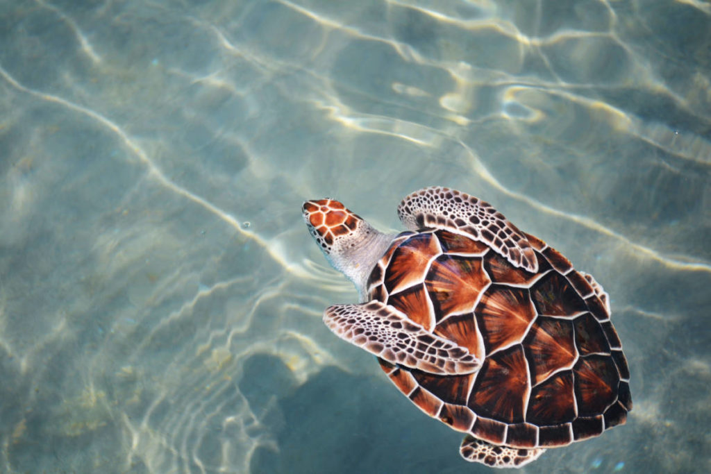 Floating Turtle in clear water